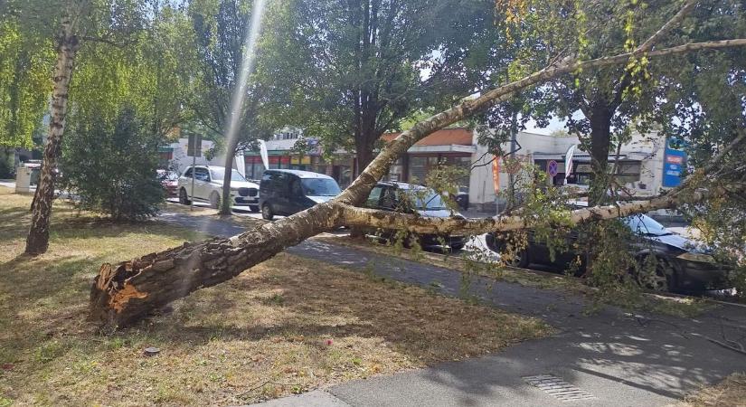 Parkoló autók közé dőlt egy nagy fa Szombathelyen - fotók
