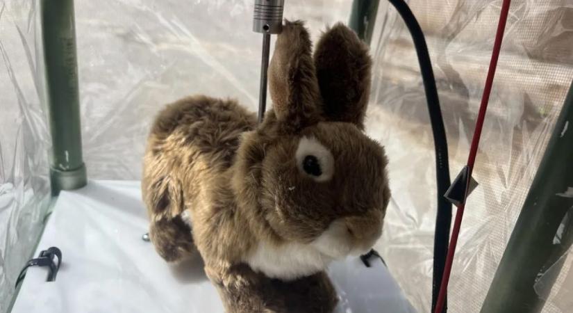Robotnyulakkal küzdenek az invazív pitonok ellen Floridában