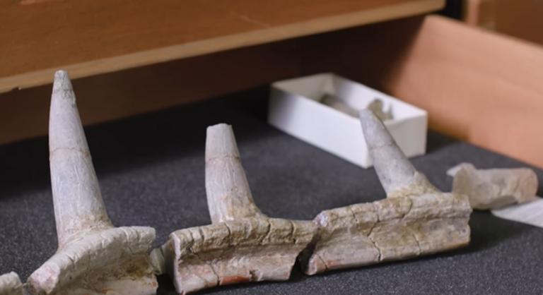 Előkerült a punk dinoszaurusz, amely teljesen felforgatja az evolúciós elméleteket