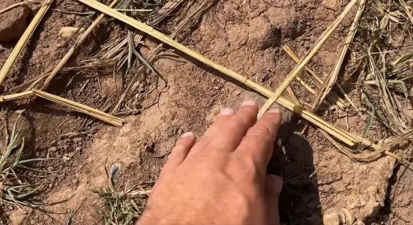 Ez lett az eredménye a brutális aszálynak – megrázó videó készült a Balatonnál