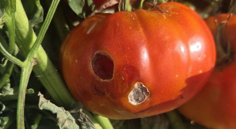 Mitől lesznek lyukak a paradicsom és a paprika termésein?