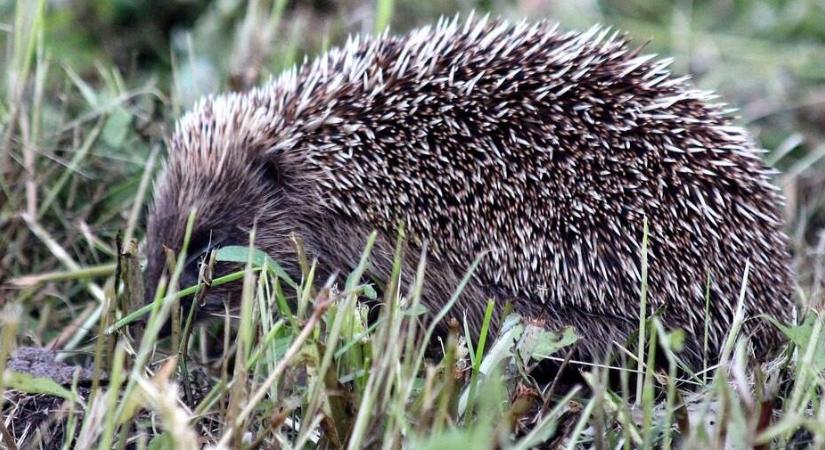 Segítsünk a sünökön! – Beteg vagy sérült sünt találtam! Mi a teendő?