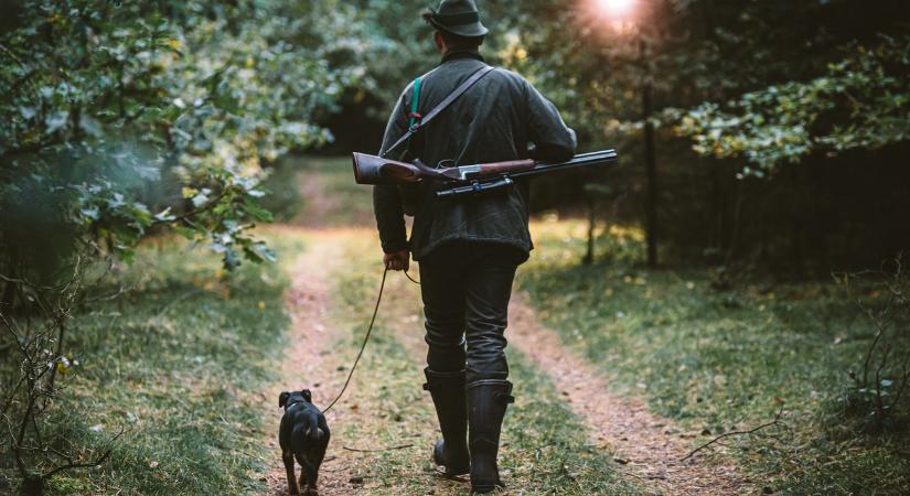 Vadászkutyákra támadnak a farkasok – idén már 40 ebet kaptak el