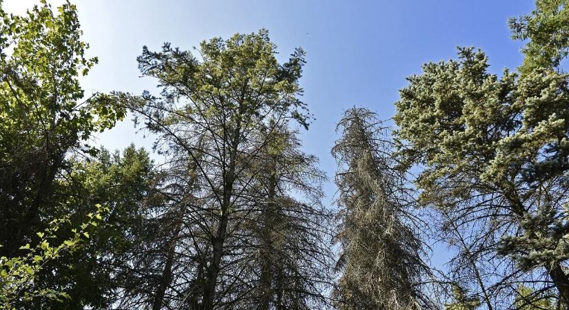 Fenyőpusztulás Komárom-Esztergom vármegyében: Van, aki tudja a megoldást?