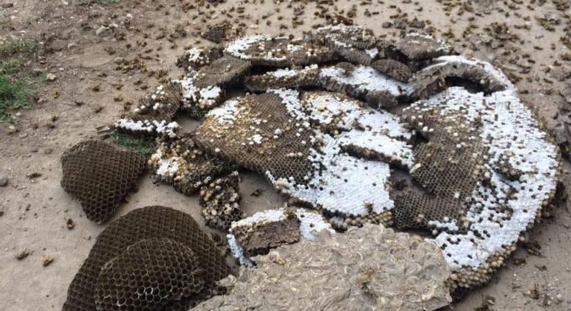 Ezernyi darázs tört rá otthonában egy idős asszonyra, felkavaró felvételekkel figyelmeztet a szakember