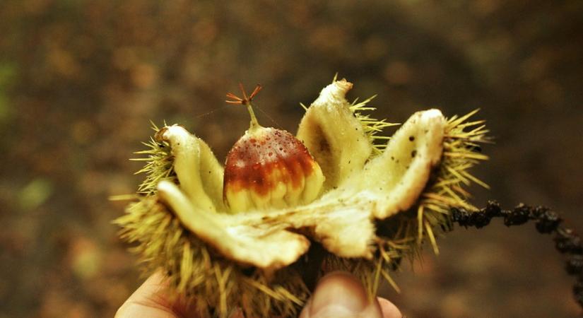 A szelídgesztenye bosszúja – miért potyog le éretlenül a termés?