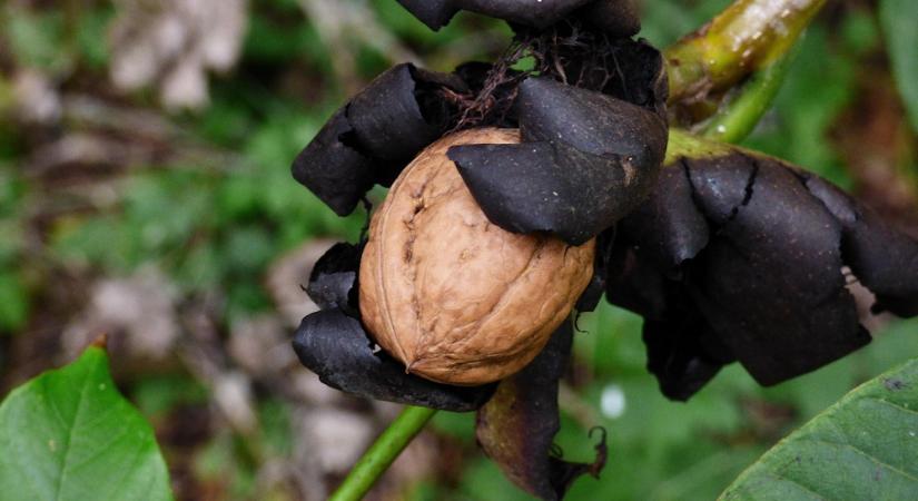 Hogyan lesz a dióból penészbomba? – Amit a szeptemberi esők elronthatnak