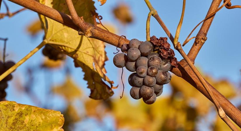A szüret utáni szőlőtőkék gondozása – kell-e ősszel metszeni?