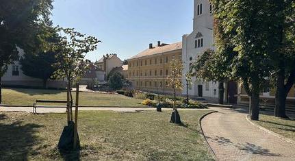 Lendületet vesz a Séta téri faállomány megfiatalítása