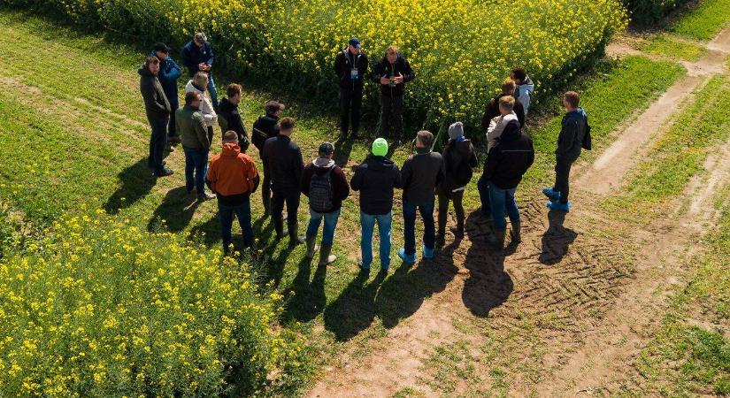 Újra reneszánszát élheti a repce Magyarországon