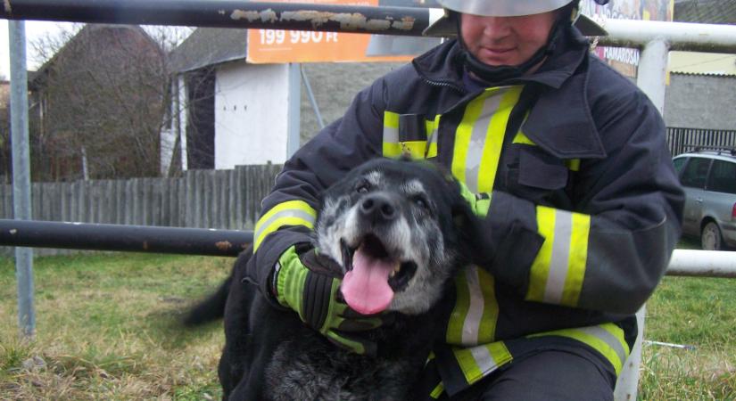 Hattyút, kutyát de még lovat is mentettek tavaly a zalai tűzoltók