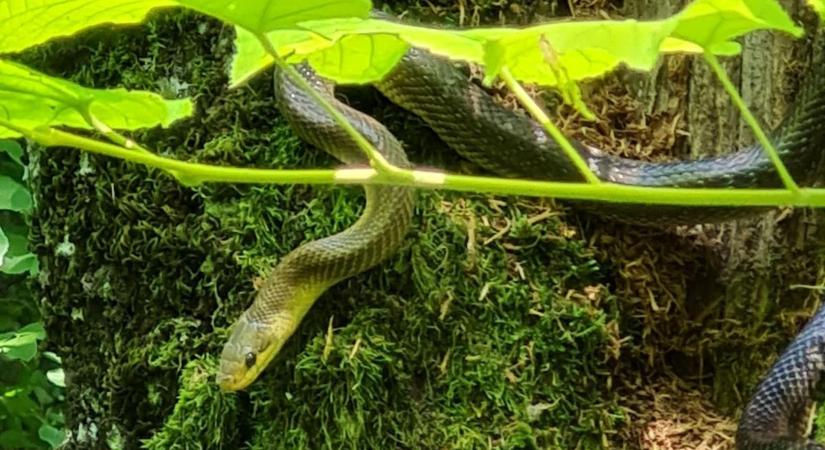 Elképesztő kígyó bukkant fel Baranya forgalmas kirándulóhelyén