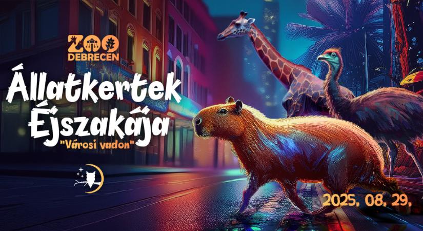 Az Állatkertek Éjszakája idén is elvarázsolja a látogatókat Debrecenben – részletes program