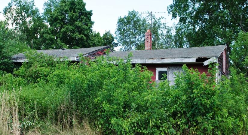 Parlagfű, gaz, elhanyagolt telek a szomszédban – mutatjuk mit tehetsz!