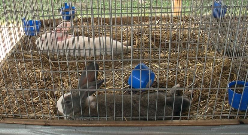 A nyulak és a vízgazdálkodás is központi témája az idei Farmer Expónak