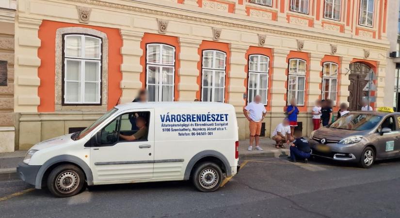 Riadalom a szombathelyi utcában: emeleti lakás ablakából zuhant ki egy kutya - fotó