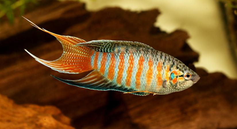 A zebrahal és a paradicsomhal együtt segíthet a magyar kutatóknak feltárni az agy működését