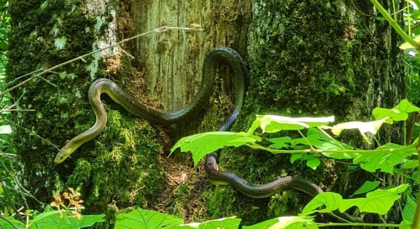Döbbenetes kígyó bukkant fel a forgalmas dunántúli kirándulóhelyen