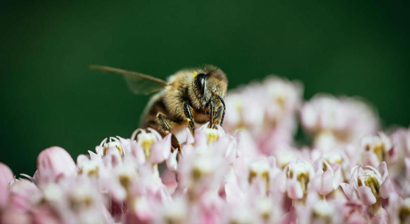 Virágról virágra, de nem véletlenül – A méhek étkezési szokásai meglepőbbek, mint hinnéd