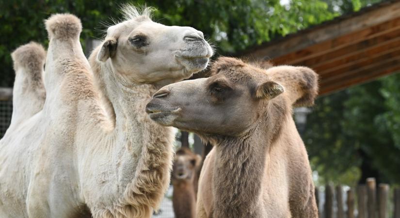 Tejelőteve-tápot is gyárt majd egy magyar cég Kazahsztánban – a cél Európa meghódítása