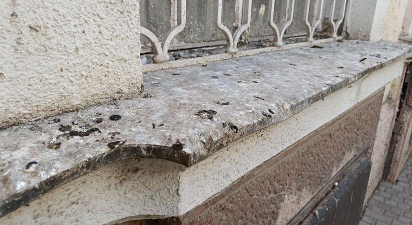 Makón csökken a galambpiszok a postánál, de a város többi részén még küzdenek vele