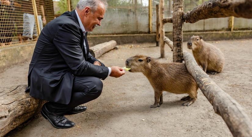 Támogatást kapott a győri állatkert a kihívások idején is