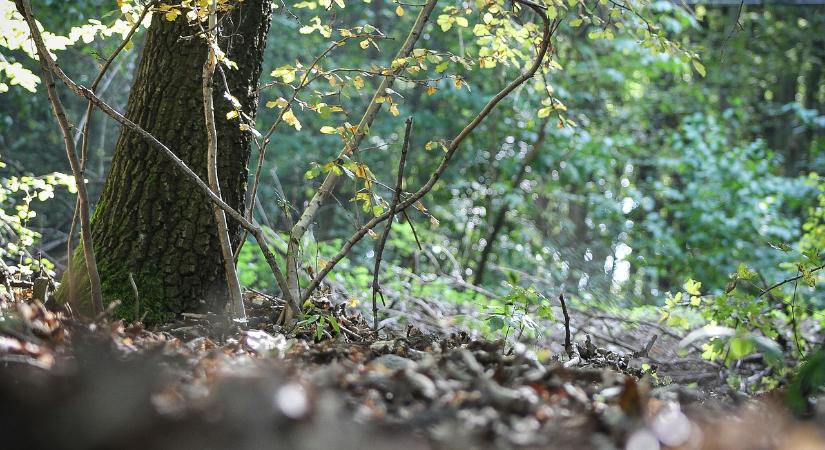 Függőhíd és több más izgalmas fejlesztés a Bakonyban – térkép