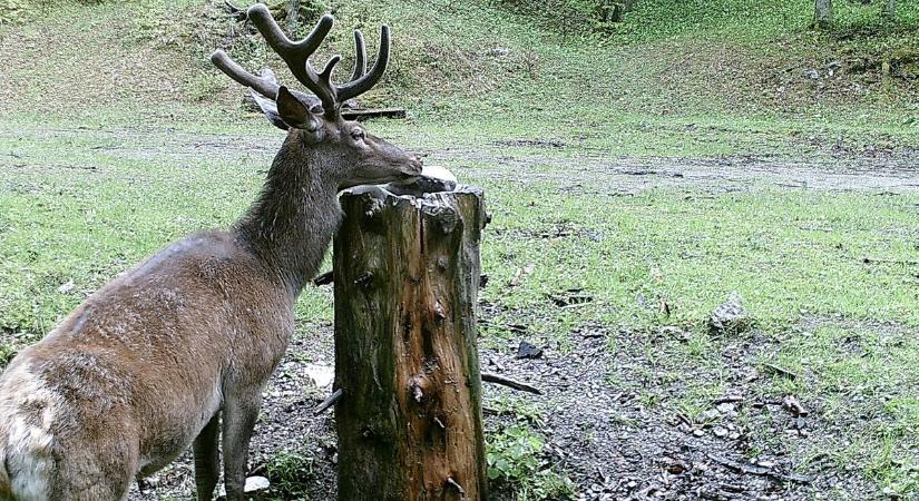 Segítsünk a vadaknak! Nyalósó is kell a meleg időszakokban