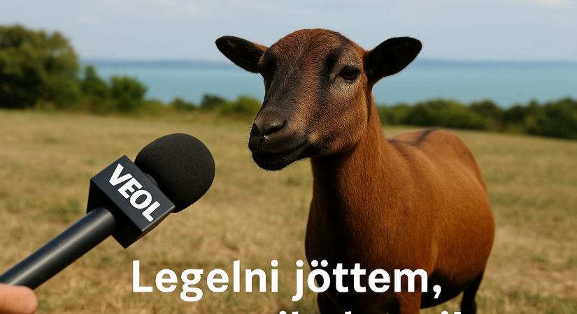 Muflon legel békésen Balatonalmádiban?