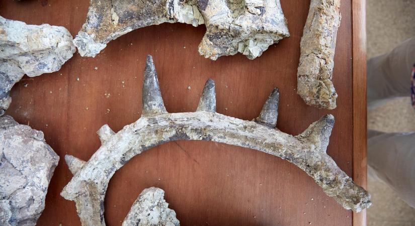 87 centis tüskék álltak ki a hátából: találtak egy rendkívül furcsa, páncélos és tüskés dinoszauruszfajt