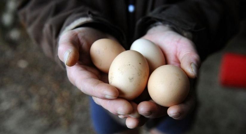 Tömegével hívják vissza a tojásokat szalmonella miatt: már 92 megbetegedést okozott az Egyesült Államokban