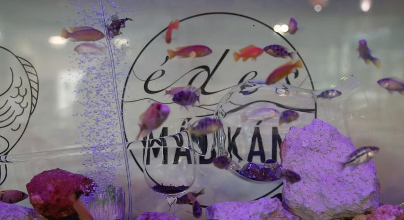 Vendéglátás felsőfokon: Miért zarándokolnak el az emberek ebbe a mádi étterembe? (galéria, videó)