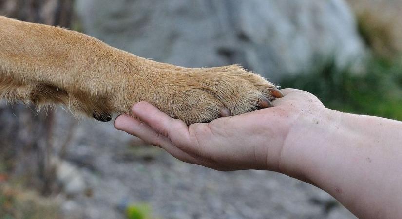 Állatvédelem a fókuszban: elfogadták a Tatabányai Állatvédelmi Cselekvési Tervet