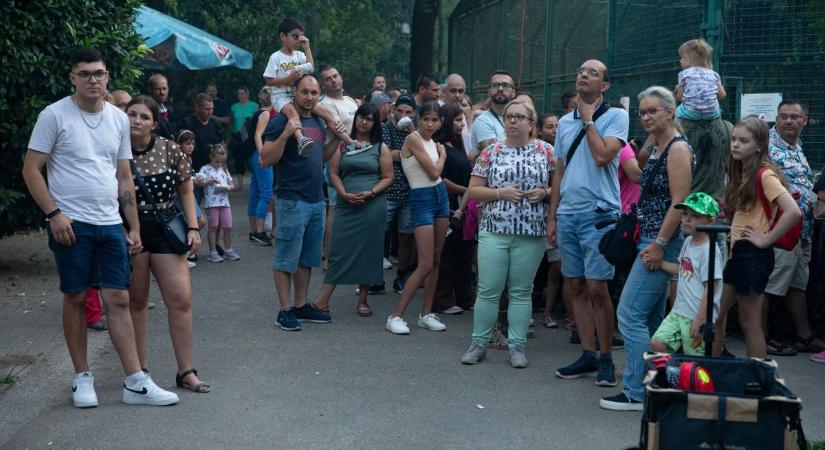 Bemutatta új lakóját a Kecskeméti Vadaskert, nem lehet betelni a látványával – képekkel, videóval