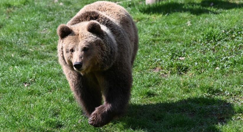 Medve harapdálta egy motoros lábát, aztán elvette előbb a járművet, majd a sofőr uzsonnáját – videó készült az attakról