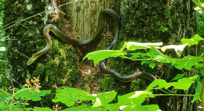 Sokk a kegyhelynél: veszélyes kígyó bukkant fel a turisták között!