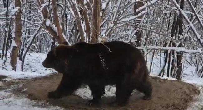 Hat évvel szabadon eresztése után is úgy járkál körbe a romániai medve, mintha még mindig ketrecben élne