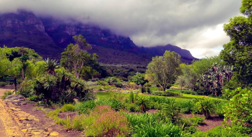 A világ egyik legszebb botanikus kertjéért Fokvárosig kell utaznunk: a Kirstenbosch csodája
