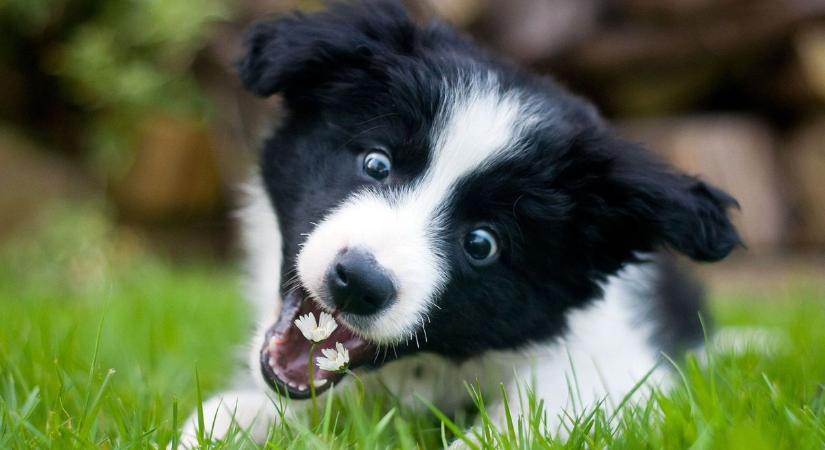 Border Collie kvíz – Teszteld a tudásod!