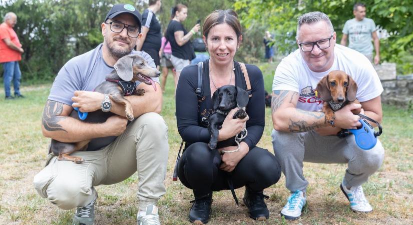 Tacskók lepték el Veszprémet – IX. Tacsi tali a Kolostorok és Kertekben ( fotók, videók)