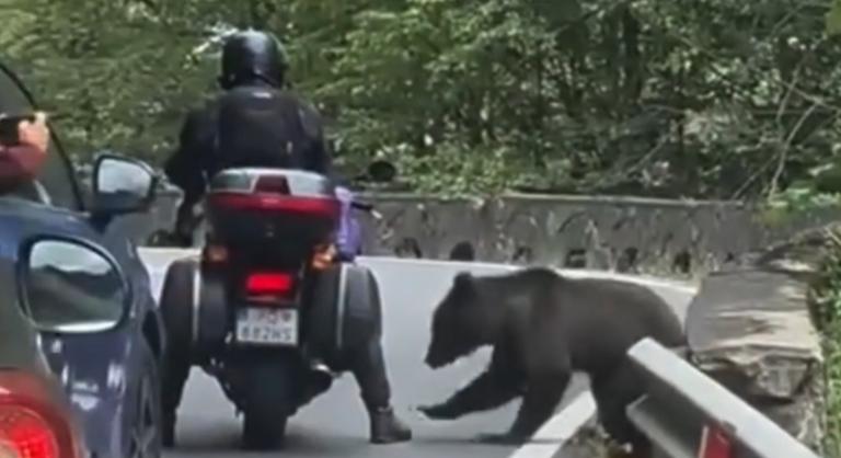 Videón, ahogy egy medve beleharap egy motoros vádlijába, majd kifosztja a csomagtartóját