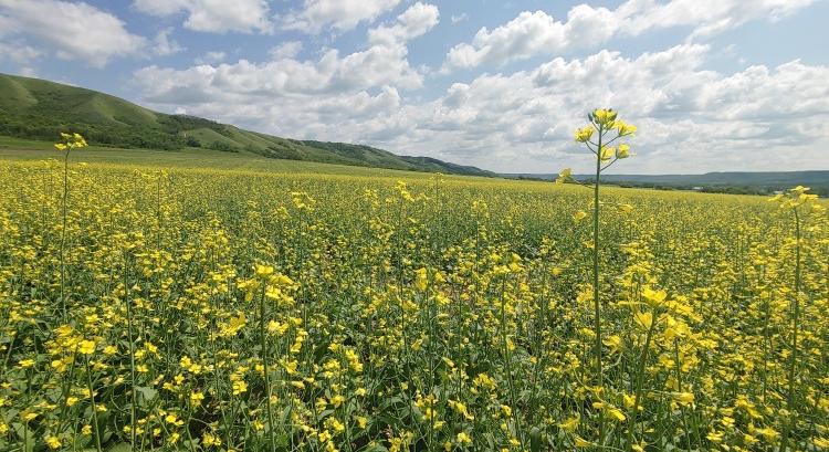 Készülődik a kanadai repce, átmenti árcsökkenést hozhat