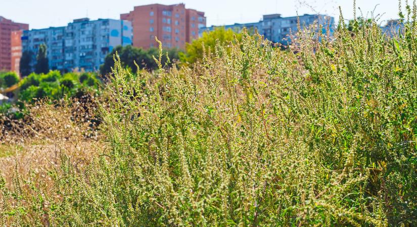 Pollenriadó: a parlagfű és a nyírfa pollenszintje kritikus