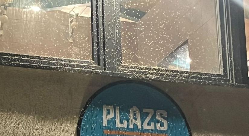 Újra támadnak az árvaszúnyogok – nem csípnek, de nagyon kellemetlenek