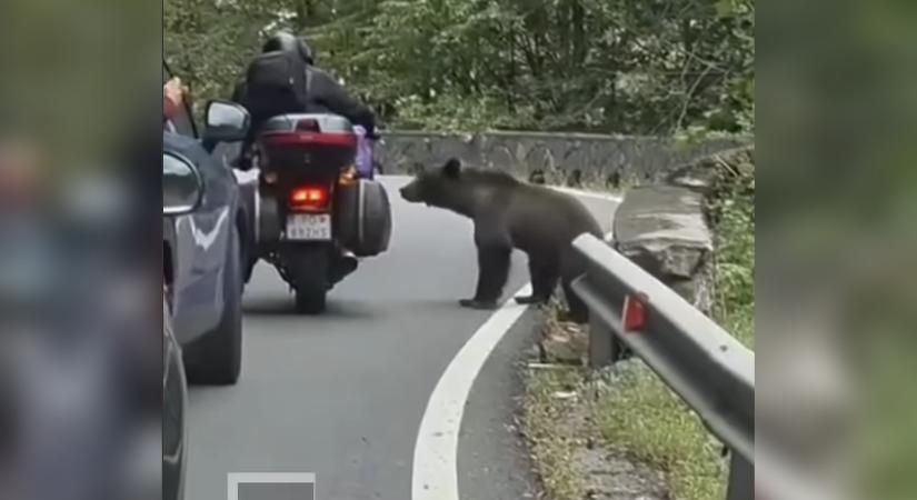 Videó: Medve támadt a 73 éves bácsira
