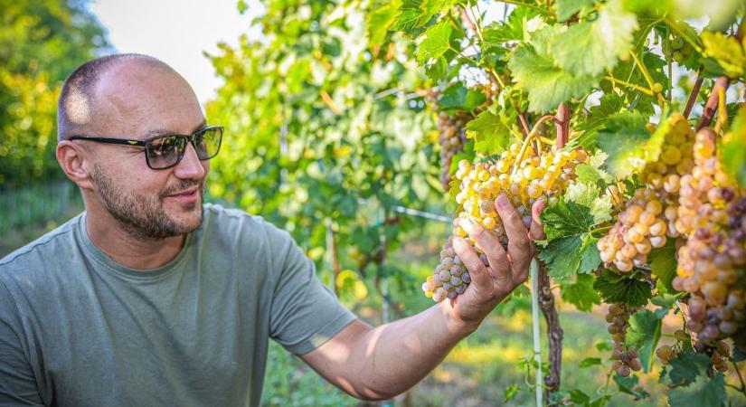 Sokkoló árkülönbség: olcsó a piacon, horror a boltban – így szálltak el a szőlőárak