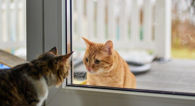 Benti, kinti vagy kijárós? – Gazdik mesélnek cicáik életéről