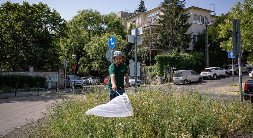 Beporzóbarát városfejlesztés: mit üzennek a kutatók a döntéshozóknak?