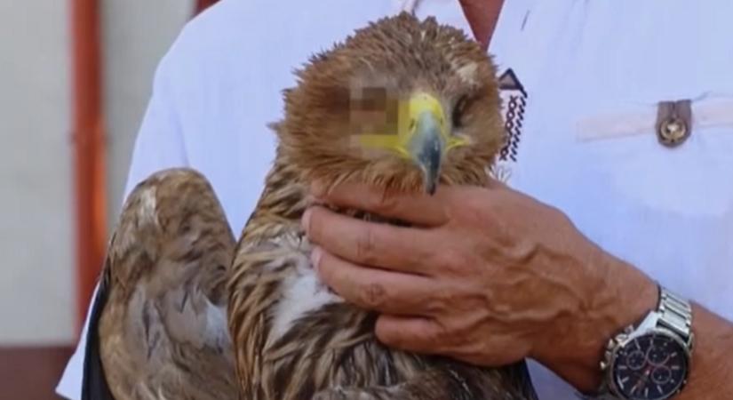 A világon elsőként műtöttek meg Magyarországon egy sast szürkehályog miatt