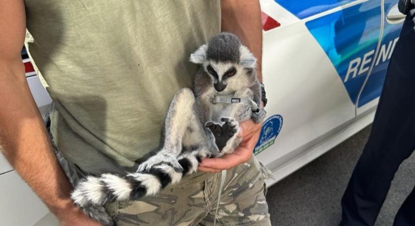Gyűrűsfarkú makit találtak a rendőrök az Orczy úton megállított autósnál